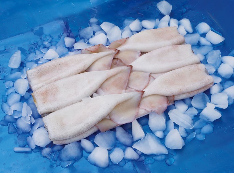 Todarodes Squid Tube Skin On + Wing On.jpg