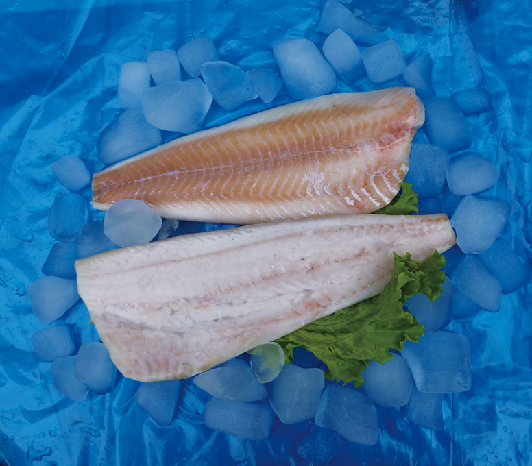 MSC Saithe Fillet.jpg